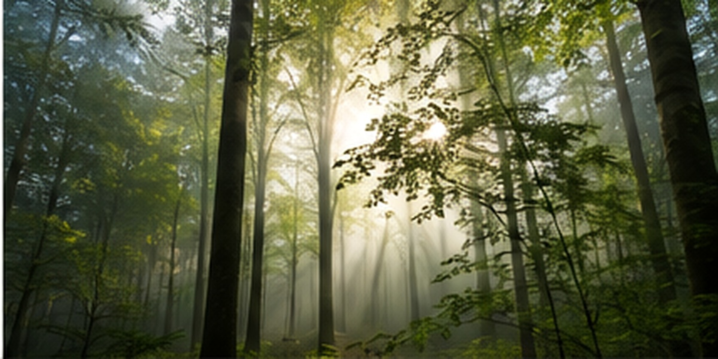 Sunlight through a forest canopy
